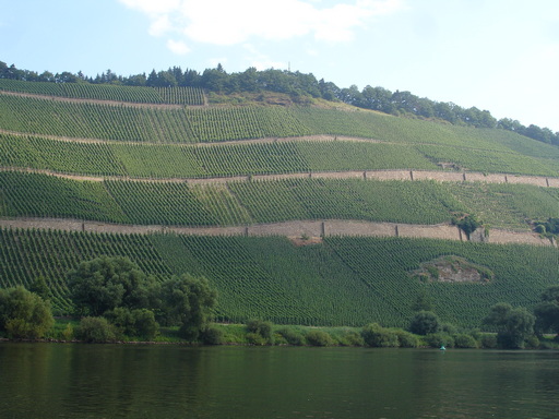 <br>Artikel-Nr.: 24-22<br>2024 Brauneberger Juffer Riesling Kabinett 0,75l<br> – Bild 5